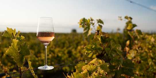 Rose Wine
